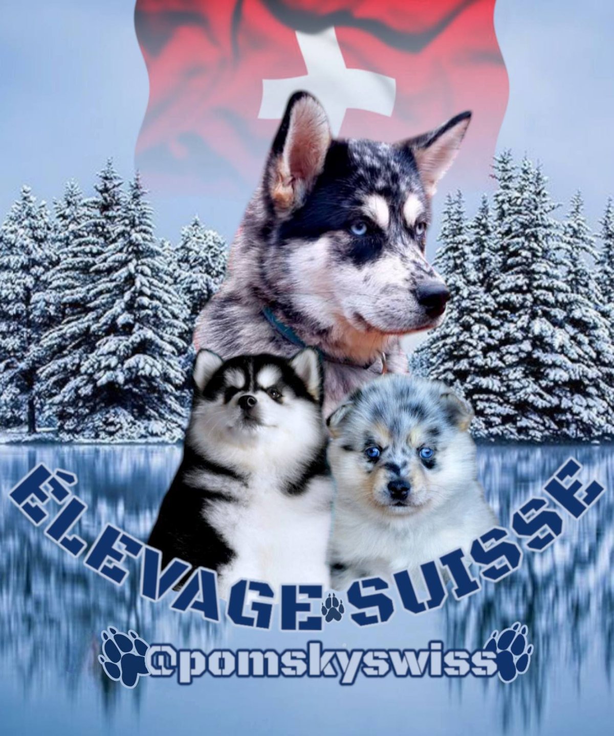 Pomskyswiss